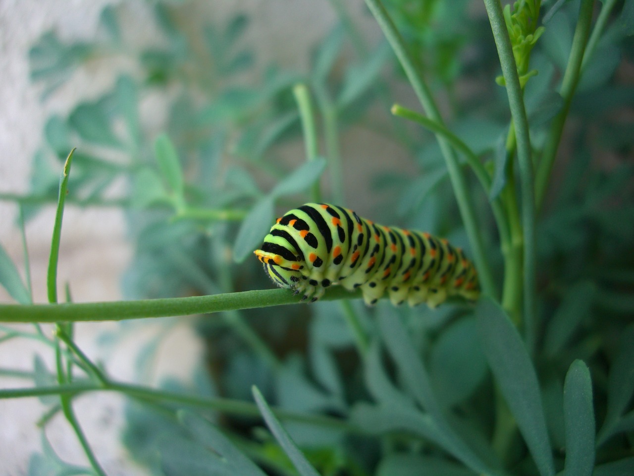 caterpillar plant garden free photo