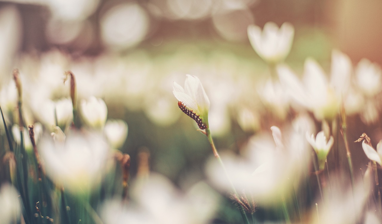 caterpillar flowers white flowers free photo