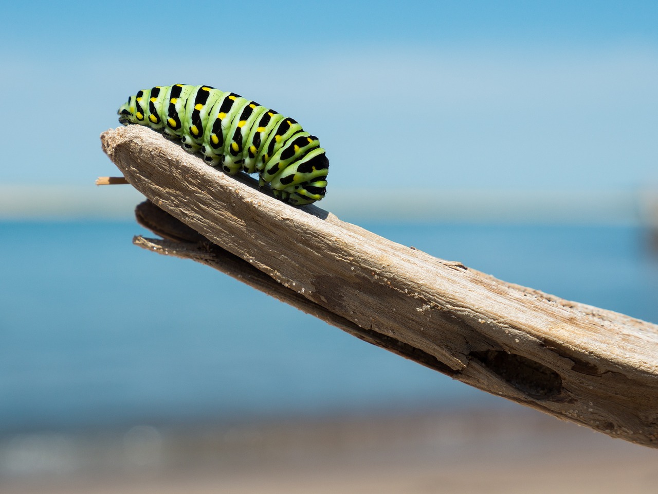 caterpillar branch larva free photo
