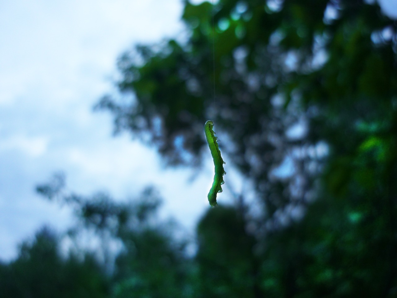 caterpillar summer nature free photo