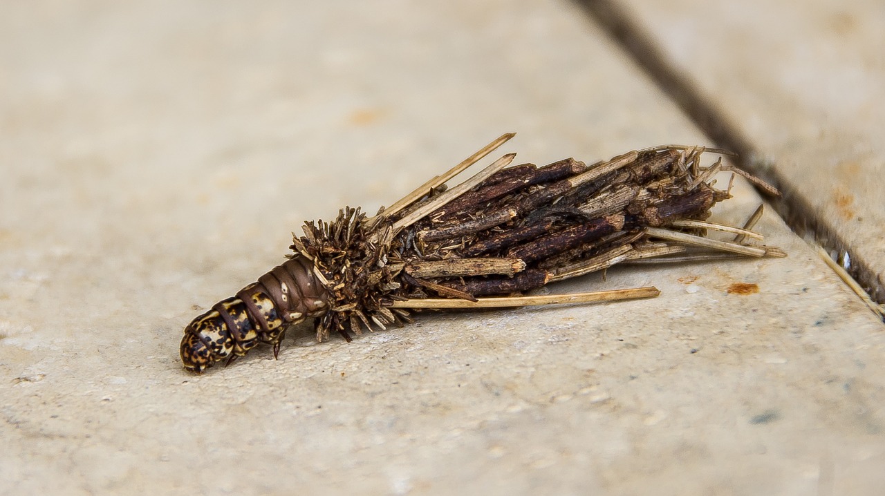 bagworme caterpillar leaf case moth free photo