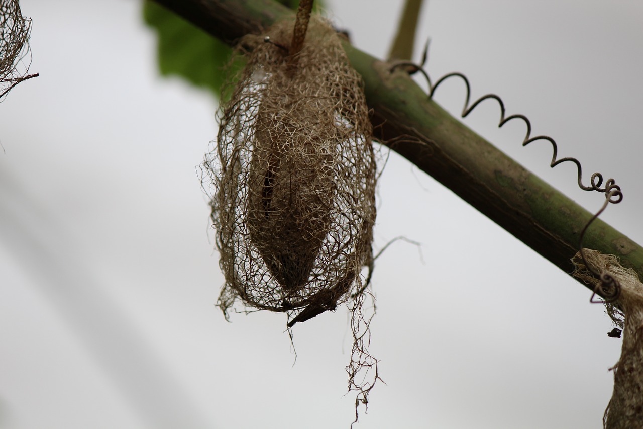caterpillar cocoon pupal stage free photo