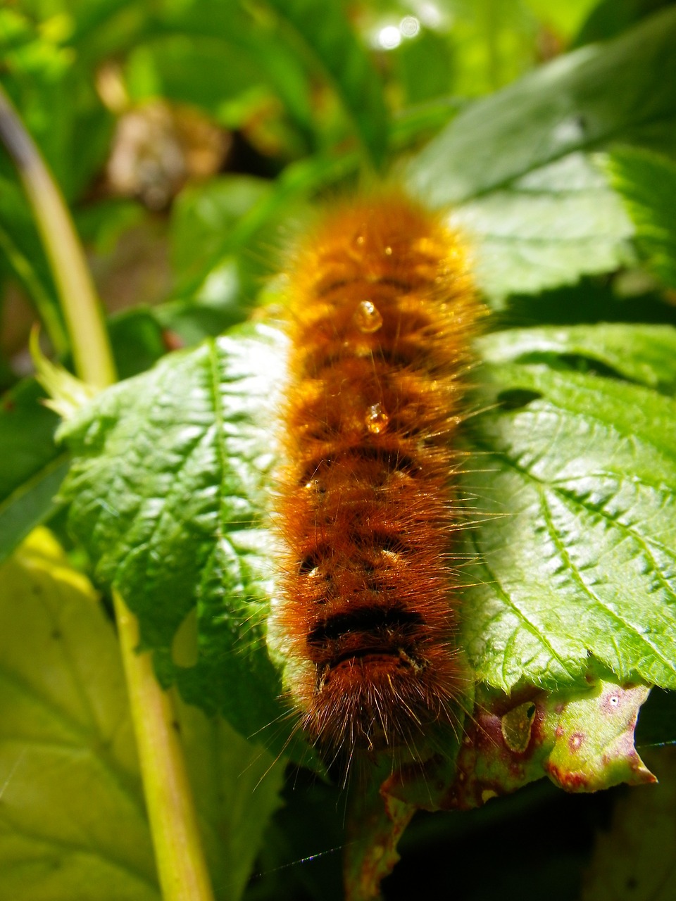 caterpillar close hairy free photo