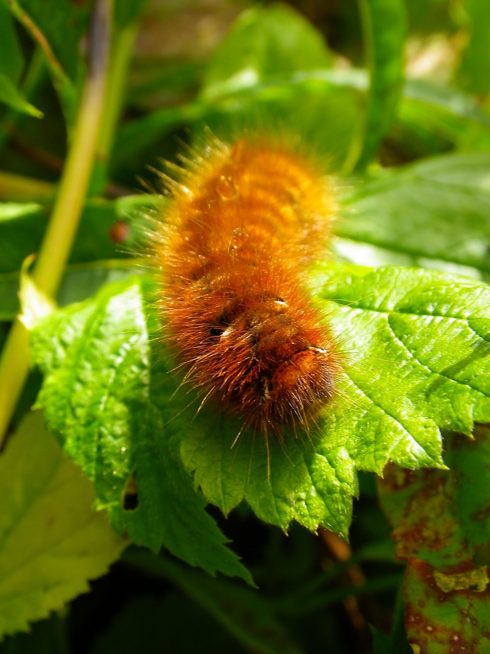 caterpillar close hairy free photo