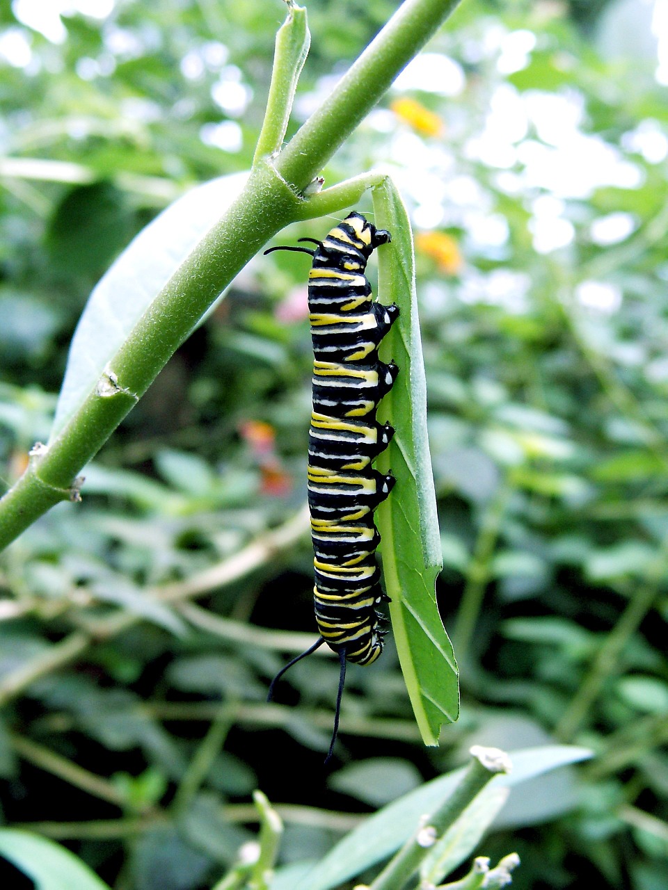 caterpillar close green free photo