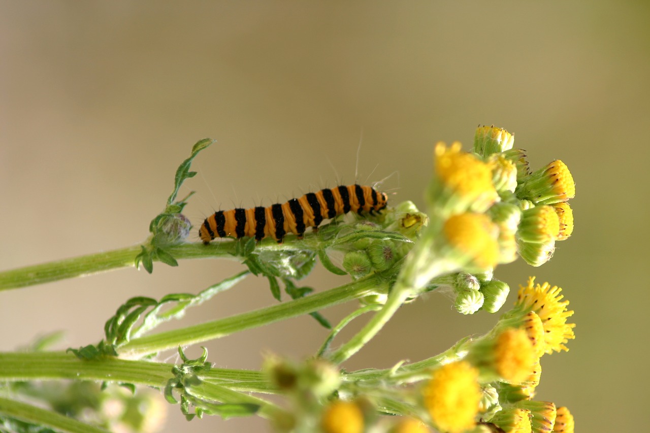 caterpillar jo boonstra groningen free photo