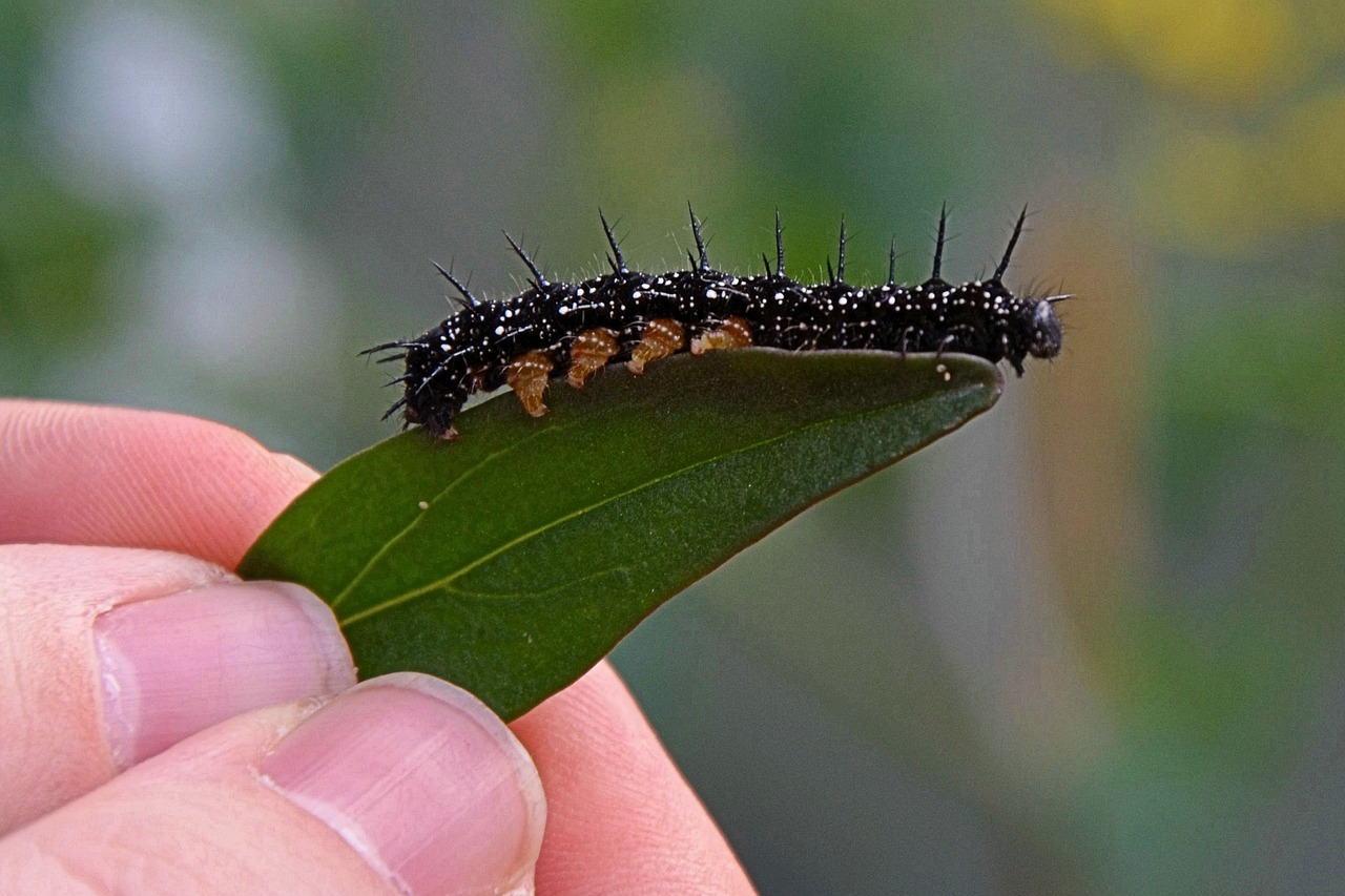 caterpillar leaf nature free photo