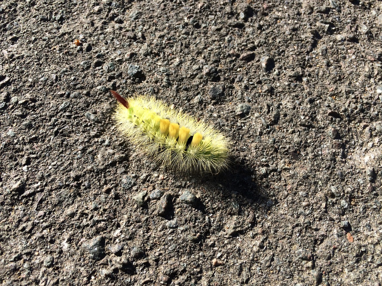 caterpillar furry nature free photo