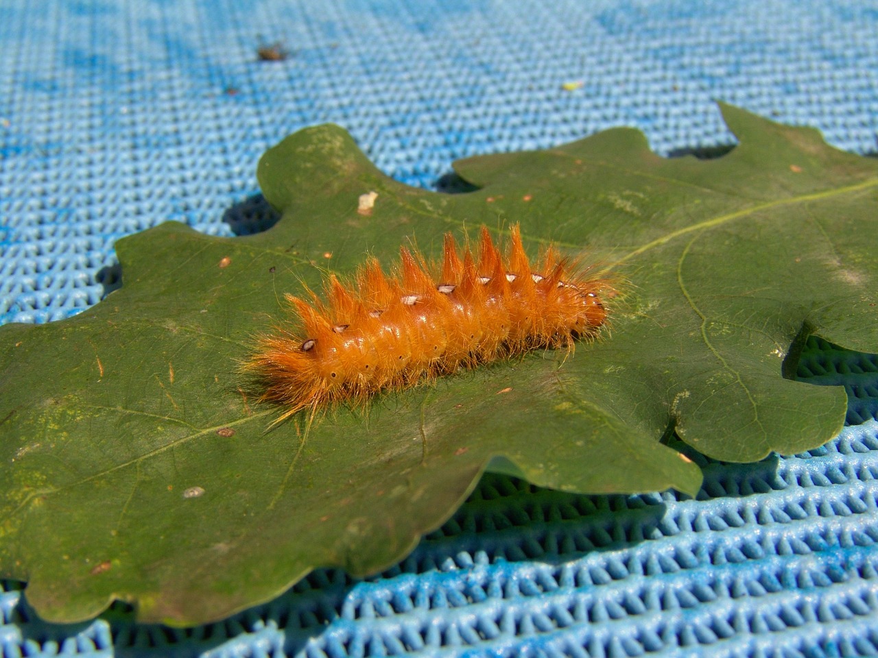 caterpillar butterfly orange free photo