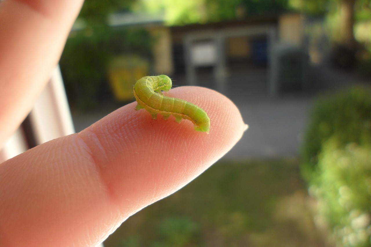 caterpillar finger animal free photo