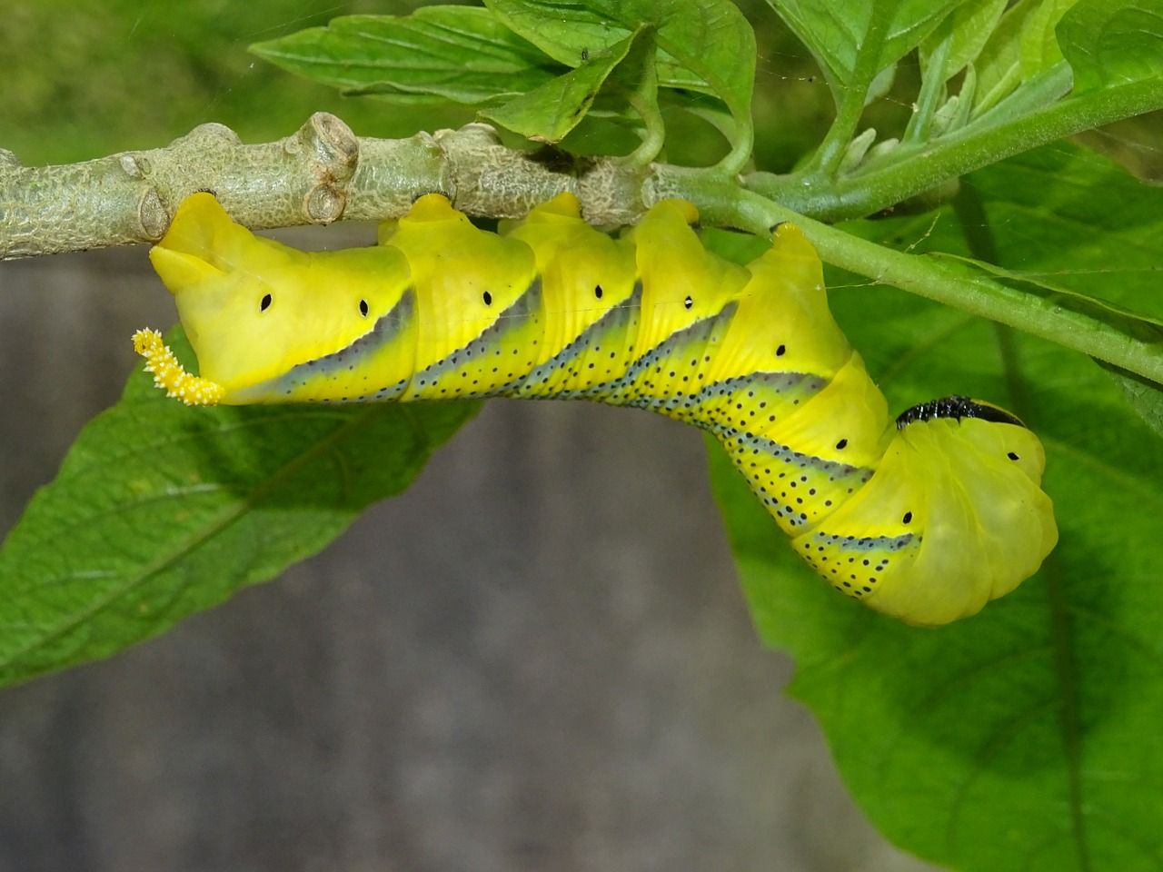 caterpillar butterfly insect free photo