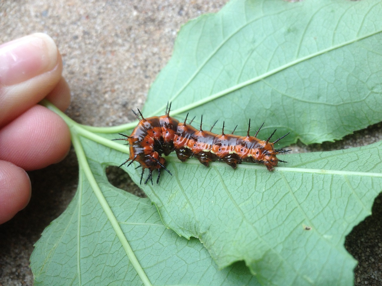 caterpillar gulf fritillary bug free photo
