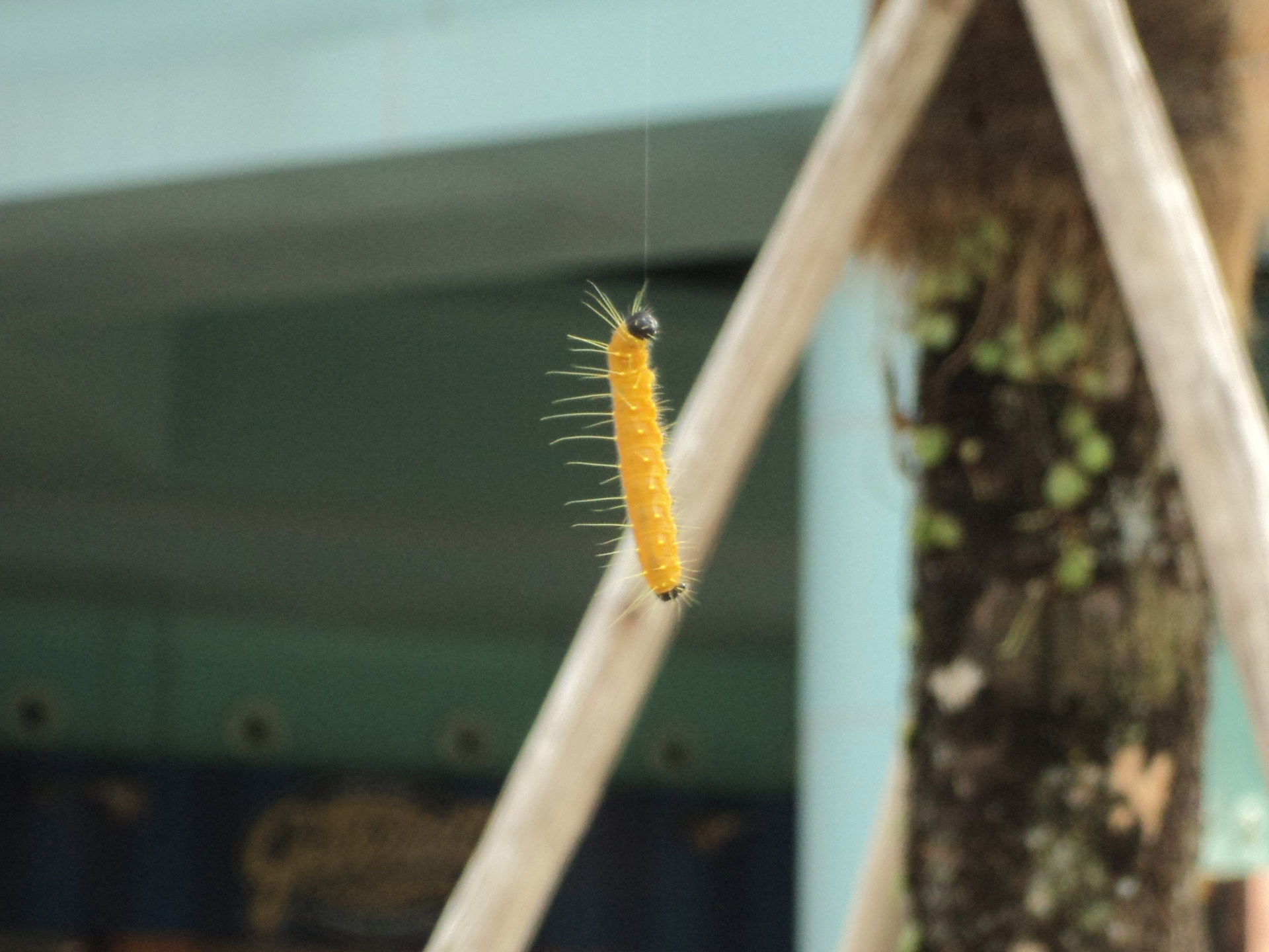 yellow caterpillar worm insects free photo