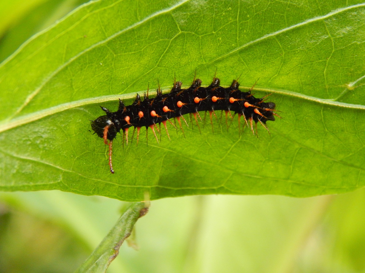 caterpillar black nature free photo