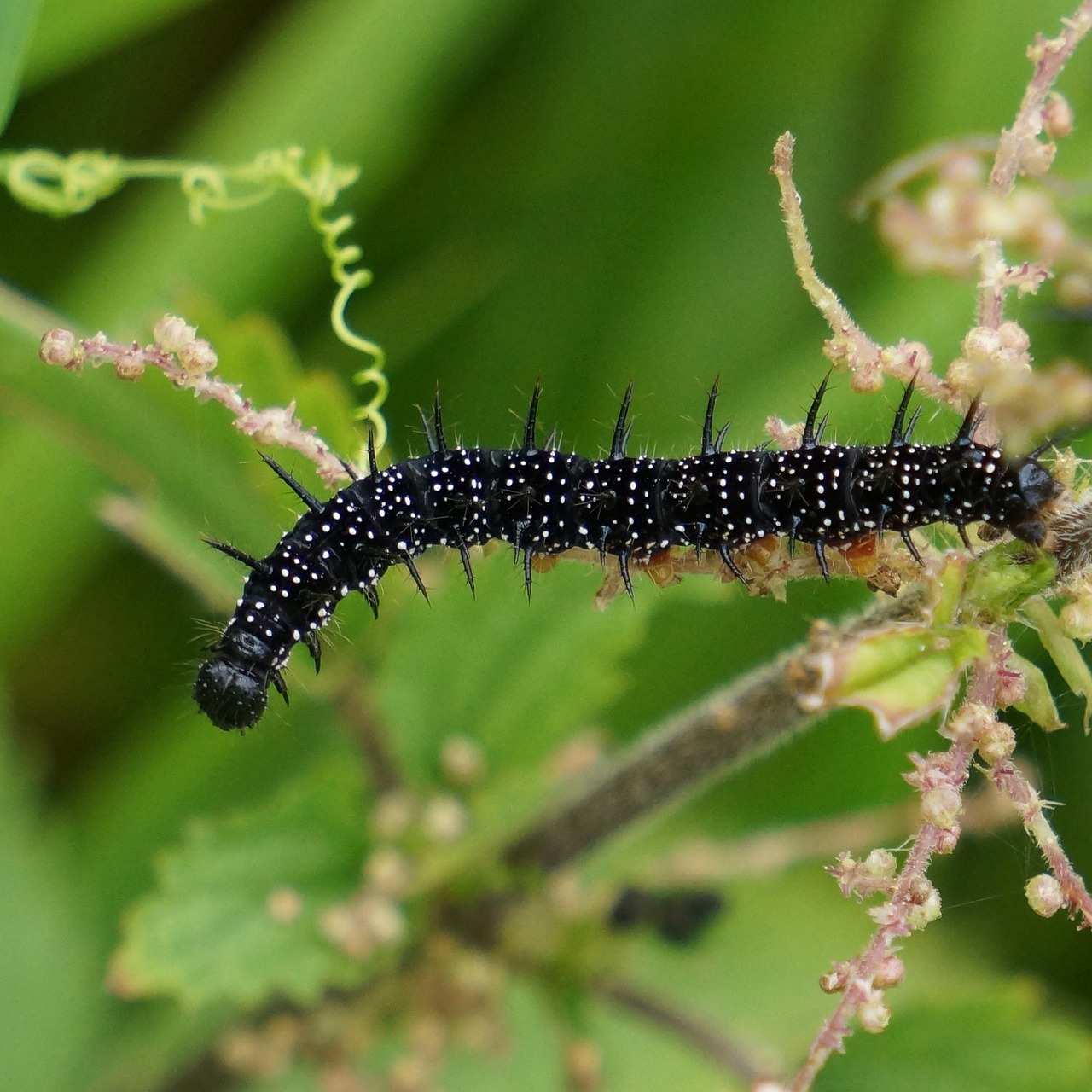 caterpillar black thorny free photo