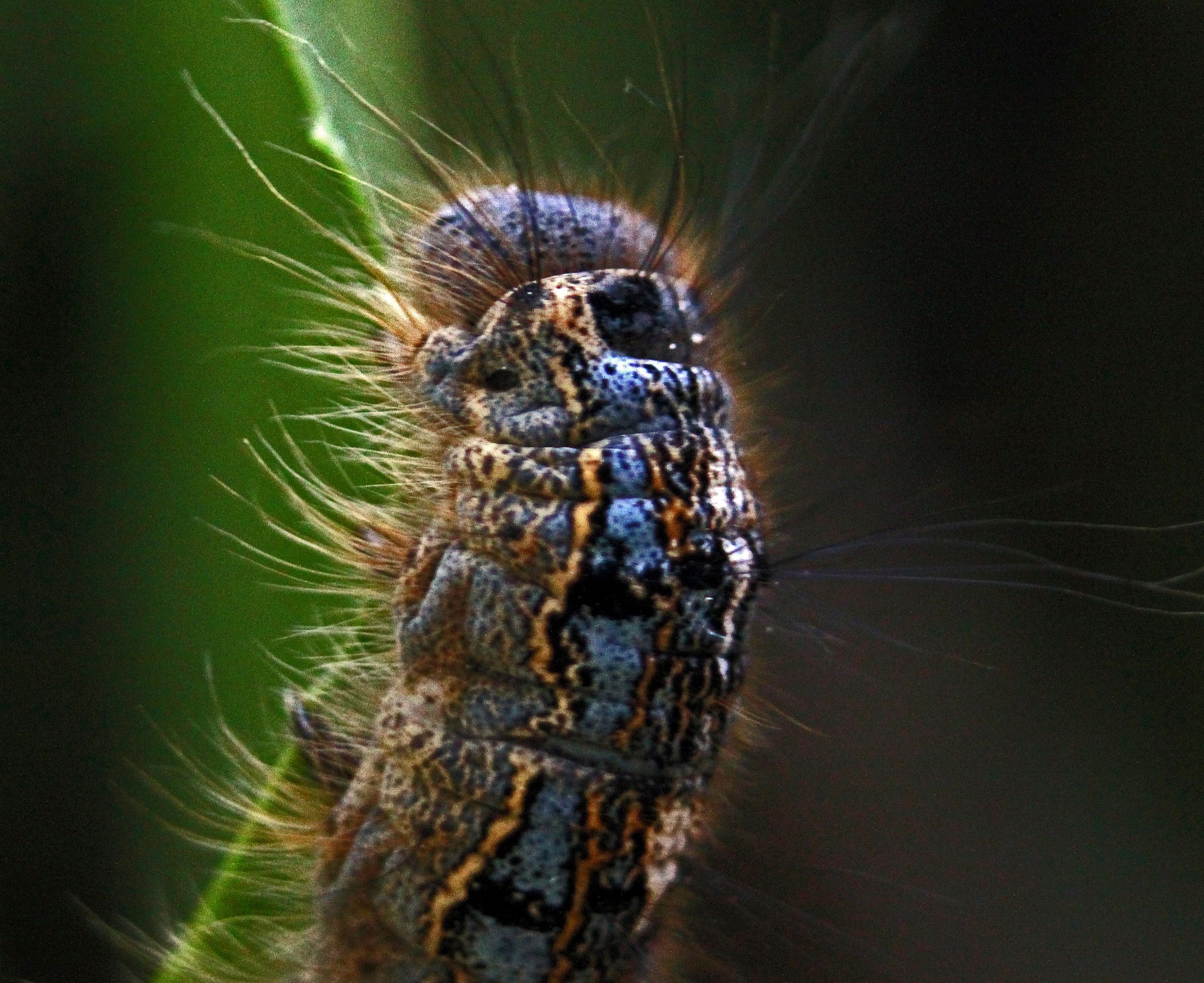 caterpillar leaf macro free photo