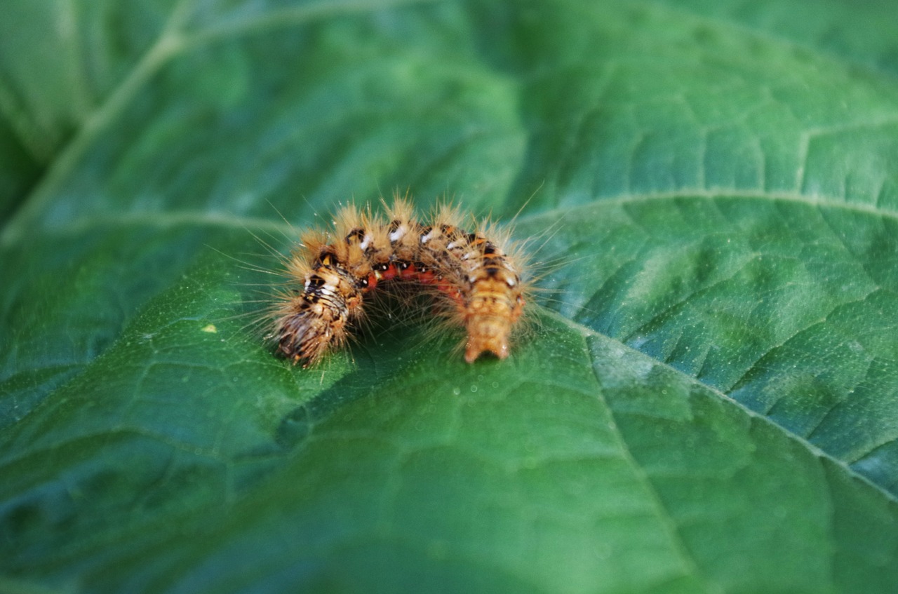 caterpillar hairy on a sheet free photo