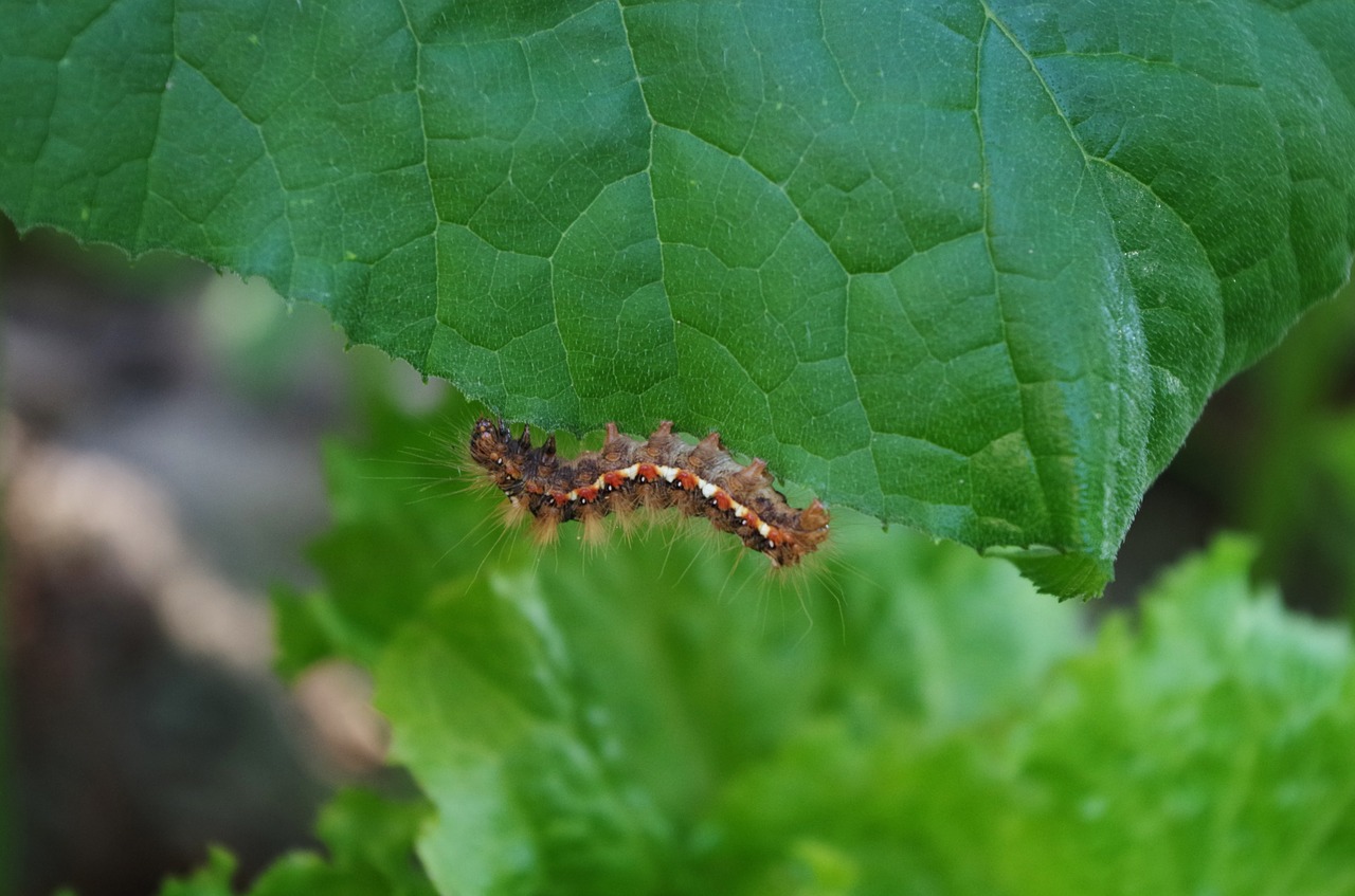 caterpillar hairy on a sheet free photo