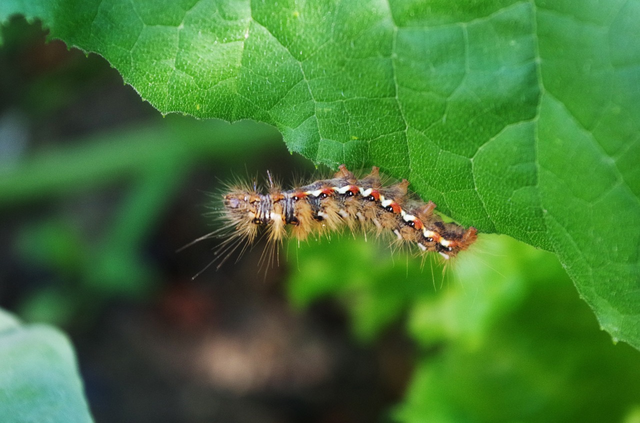 caterpillar hairy on a sheet free photo