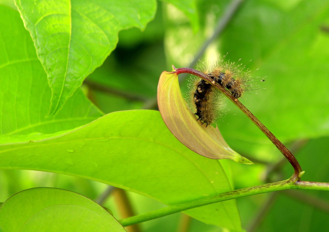 caterpillar garden nature free photo