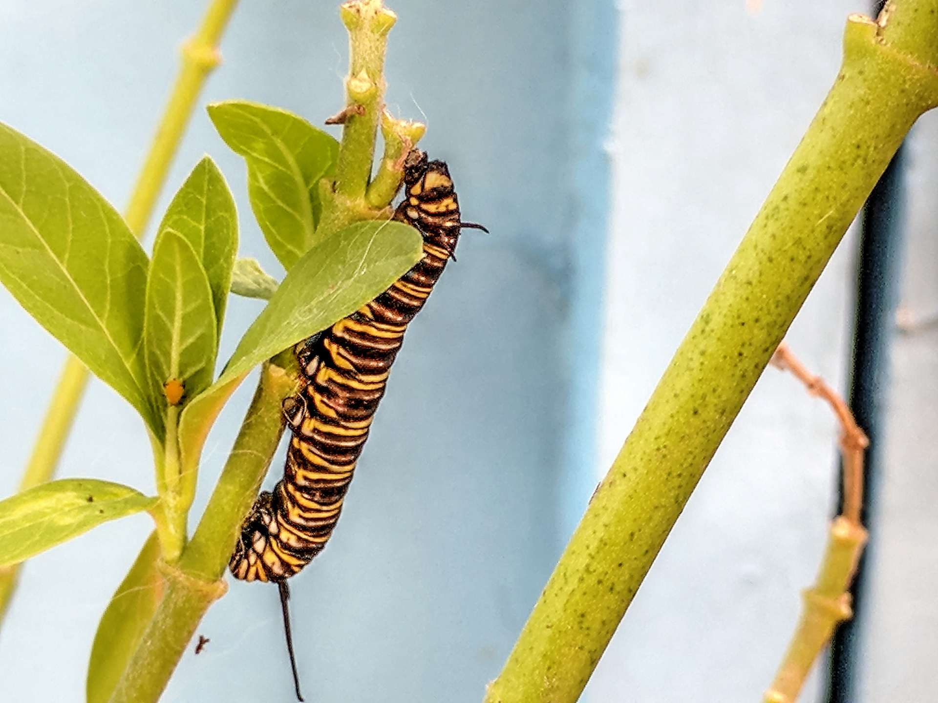 caterpillar bug insect free photo