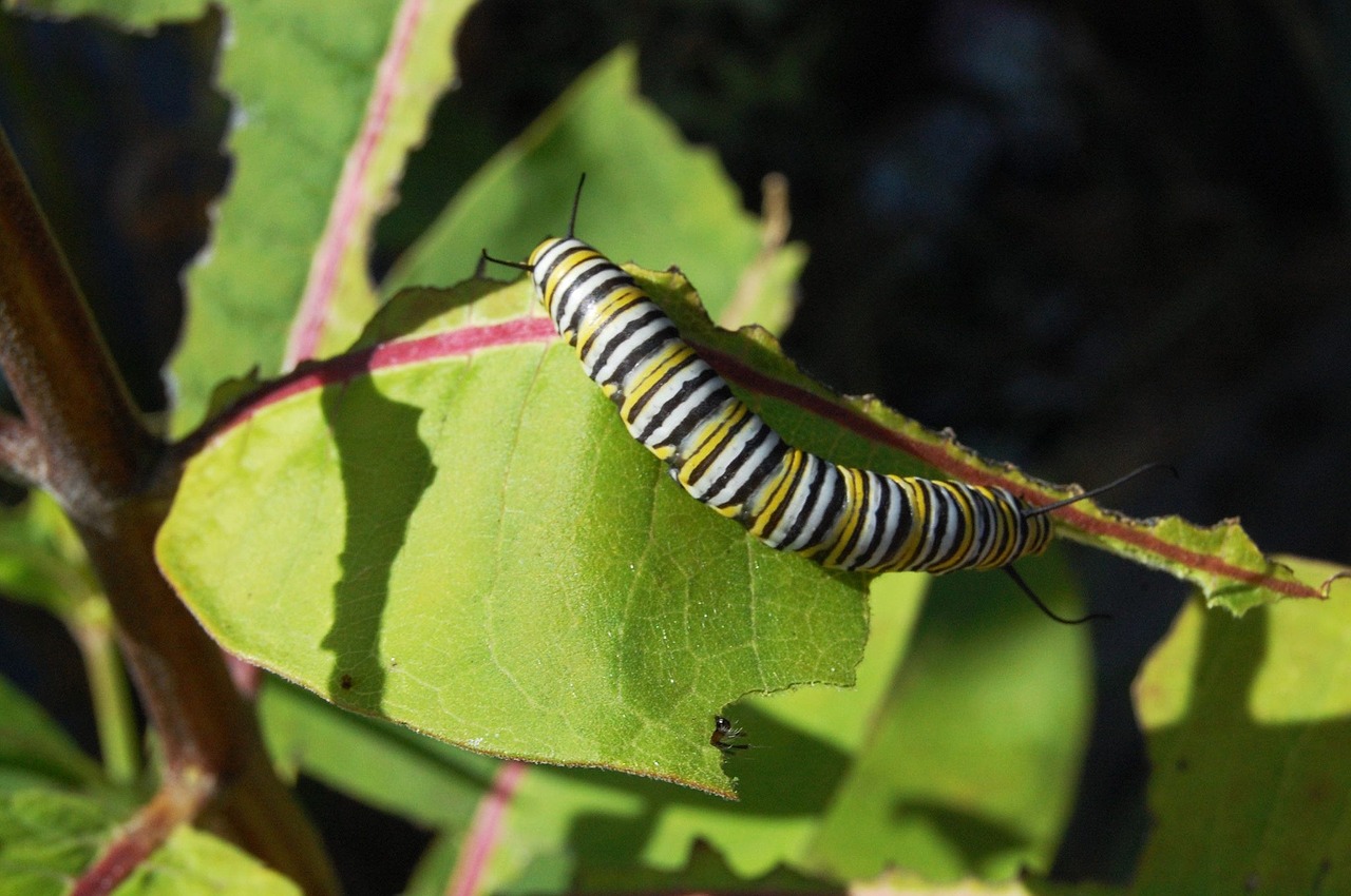 caterpillar milk thistle monarch butterfly free photo