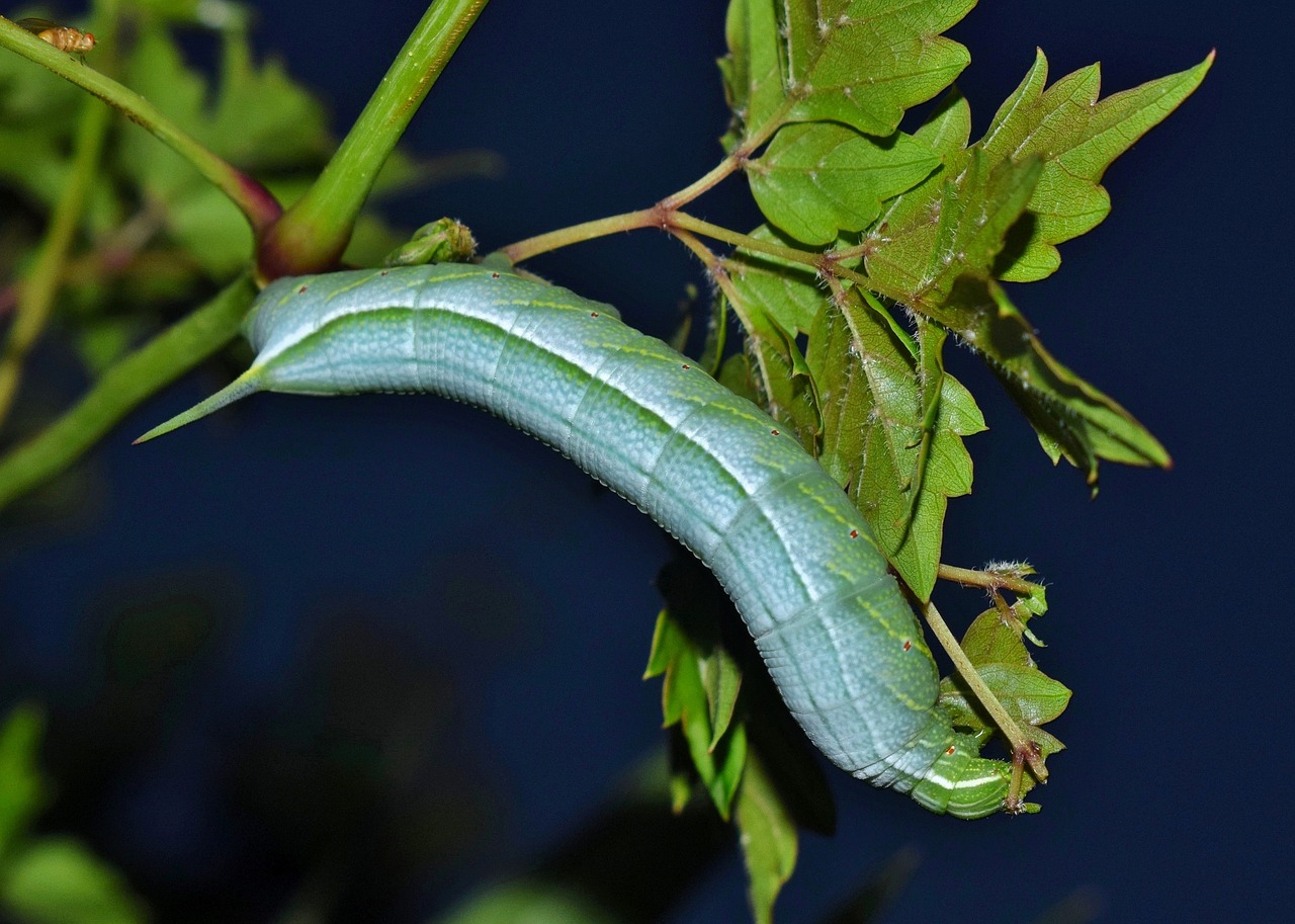 caterpillar larvae banded sphinx moth caterpillar free photo