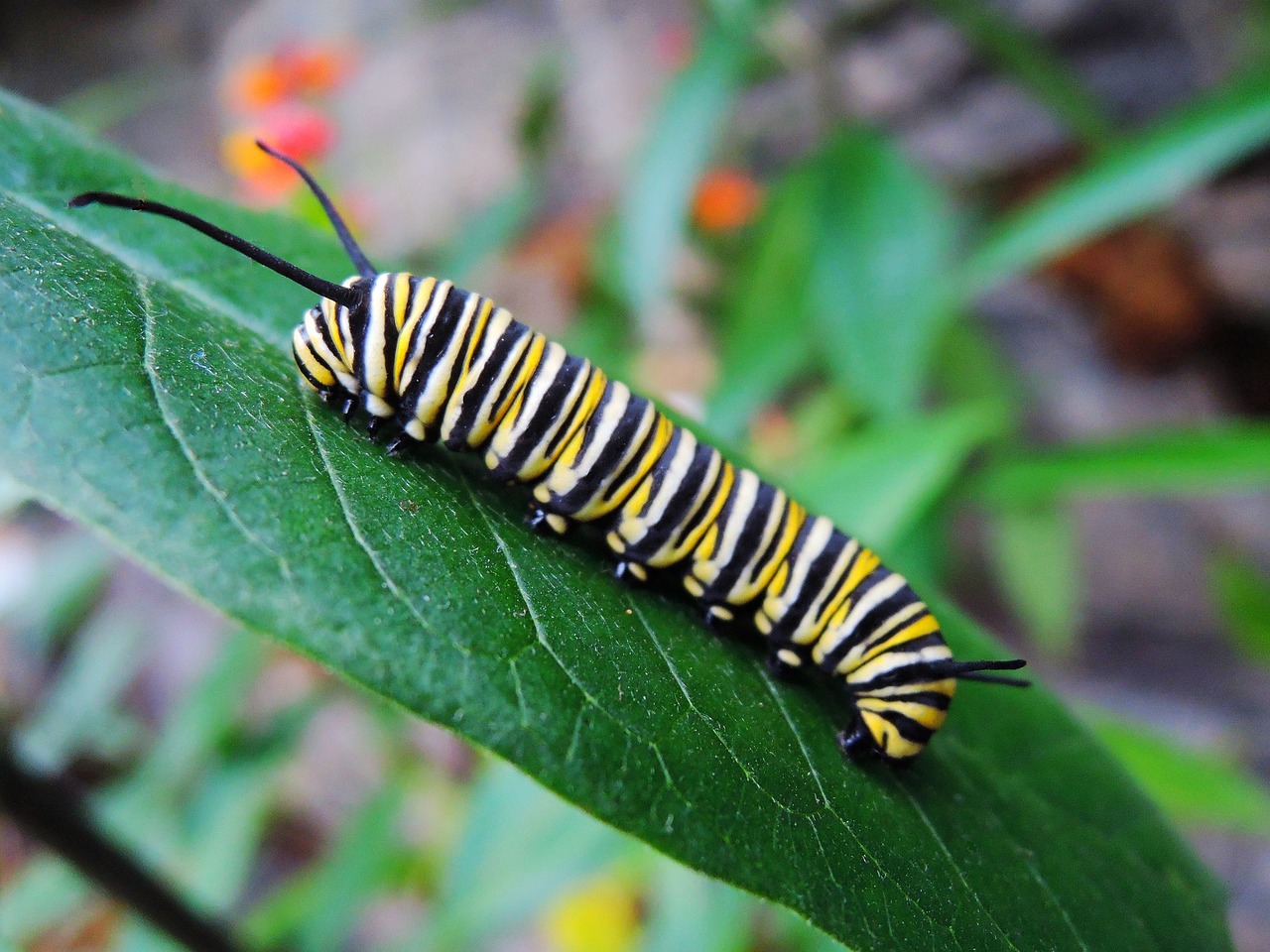 caterpillar monarch butterfly free photo