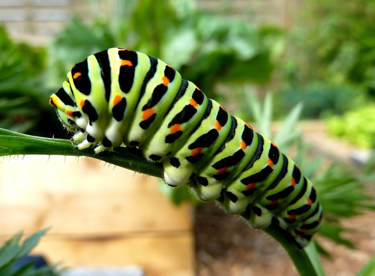 caterpillar swallowtail insect free photo