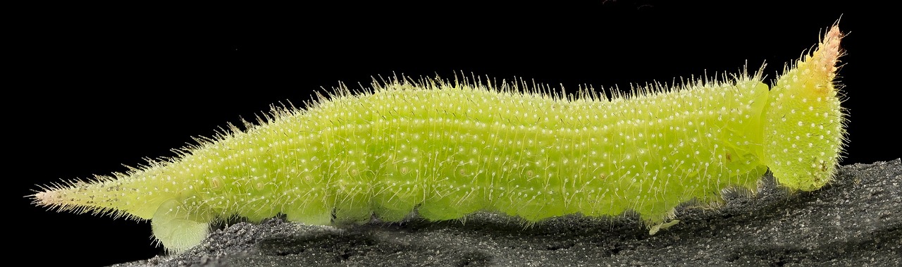 caterpillar greenescent larva free photo