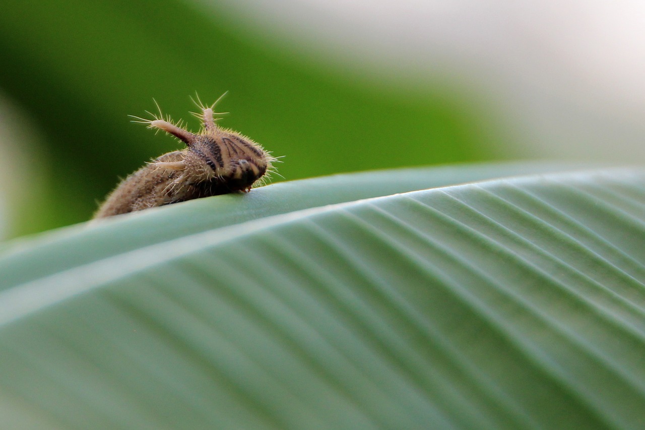 caterpillar butterfly caterpillar butterfly free photo