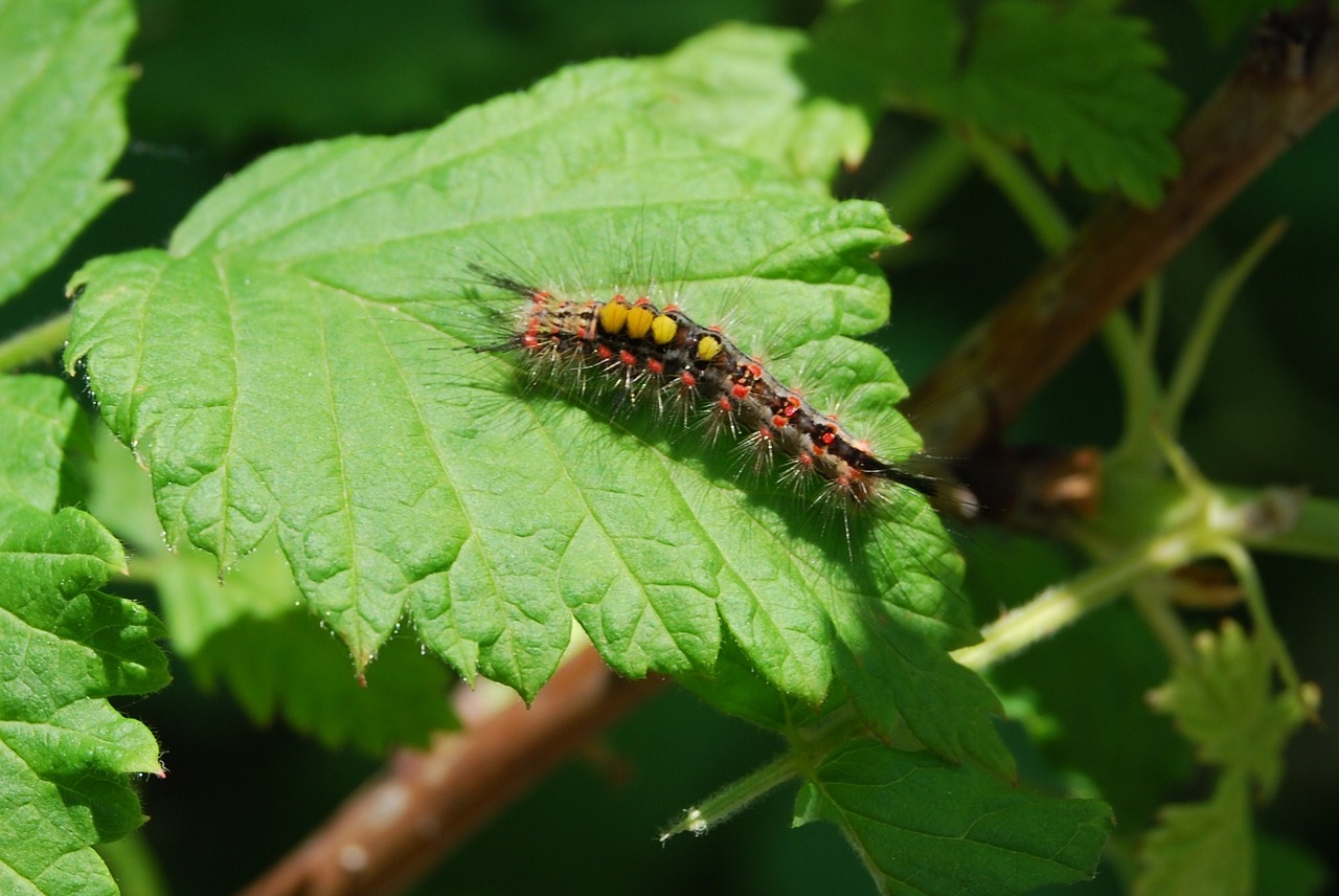 caterpillar hairy insect free photo