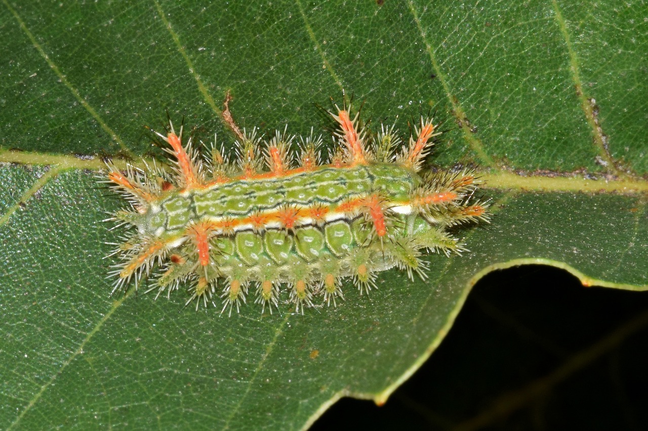 caterpillar slug caterpillar spiny oak slug caterpillar free photo