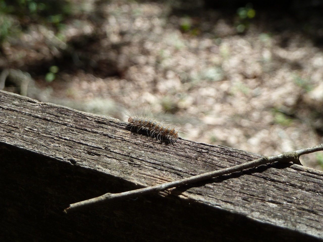 caterpillar farm bugs free photo