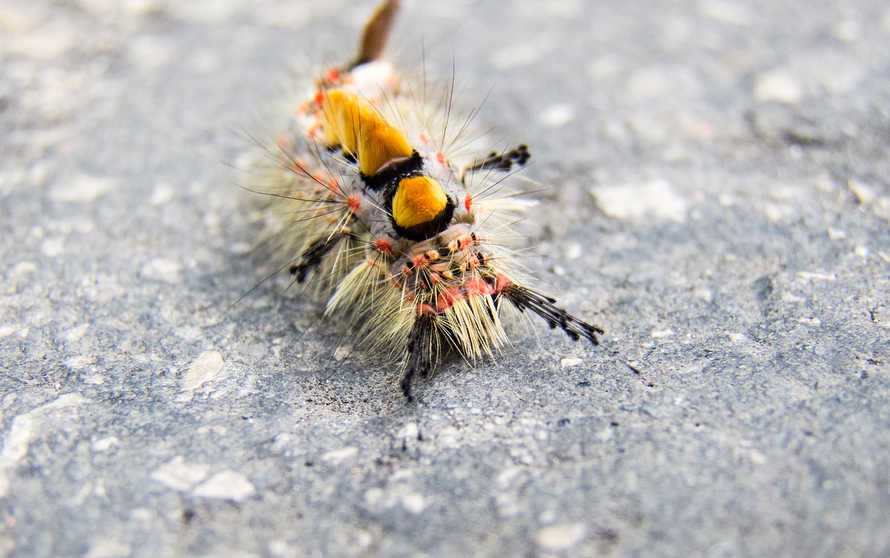 caterpillar liszka insect free photo