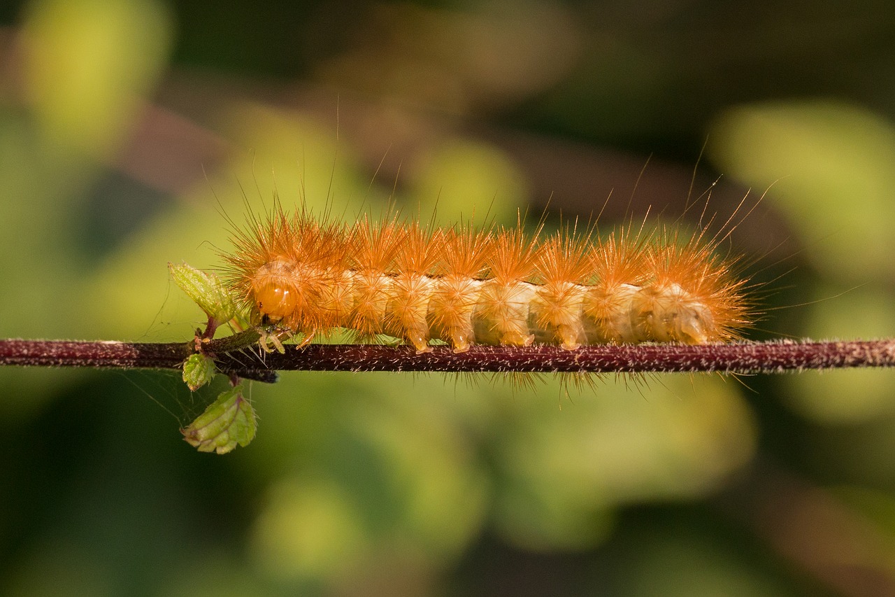 caterpillar hairy hair free photo