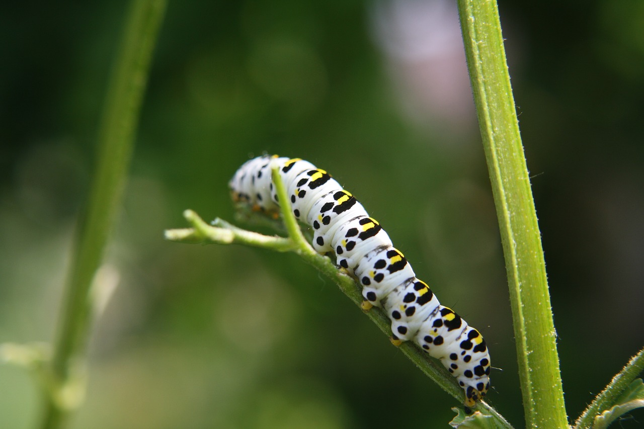 caterpillar insect animal free photo