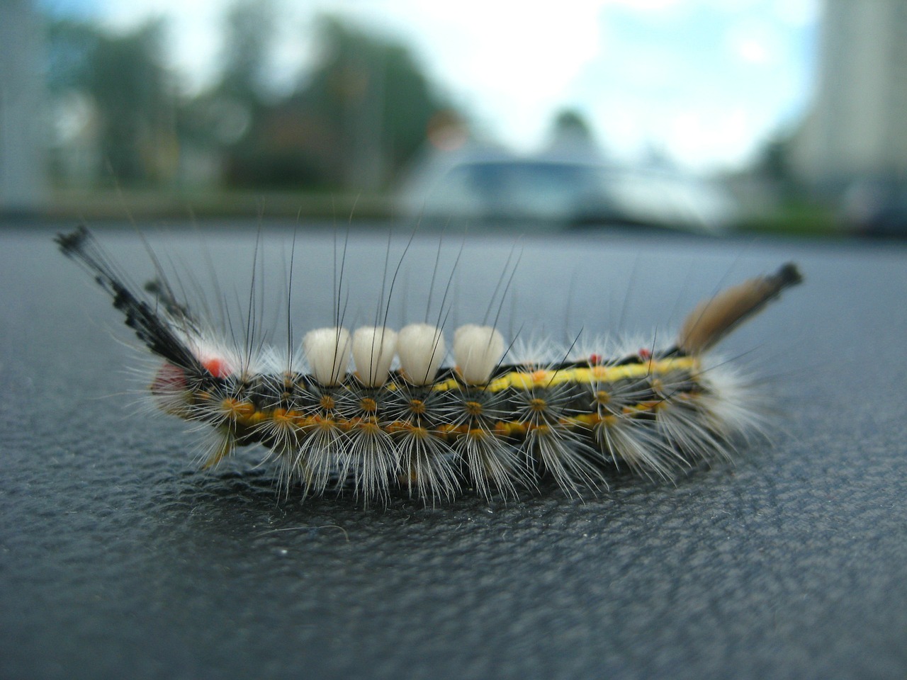 caterpillar insect hairy free photo