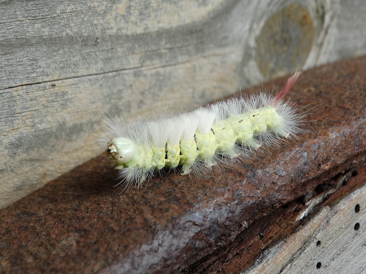 caterpillar pale tussock bug free photo