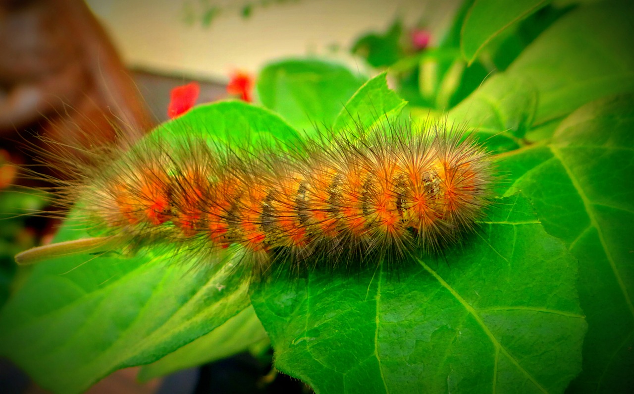 caterpillar worm eruca free photo