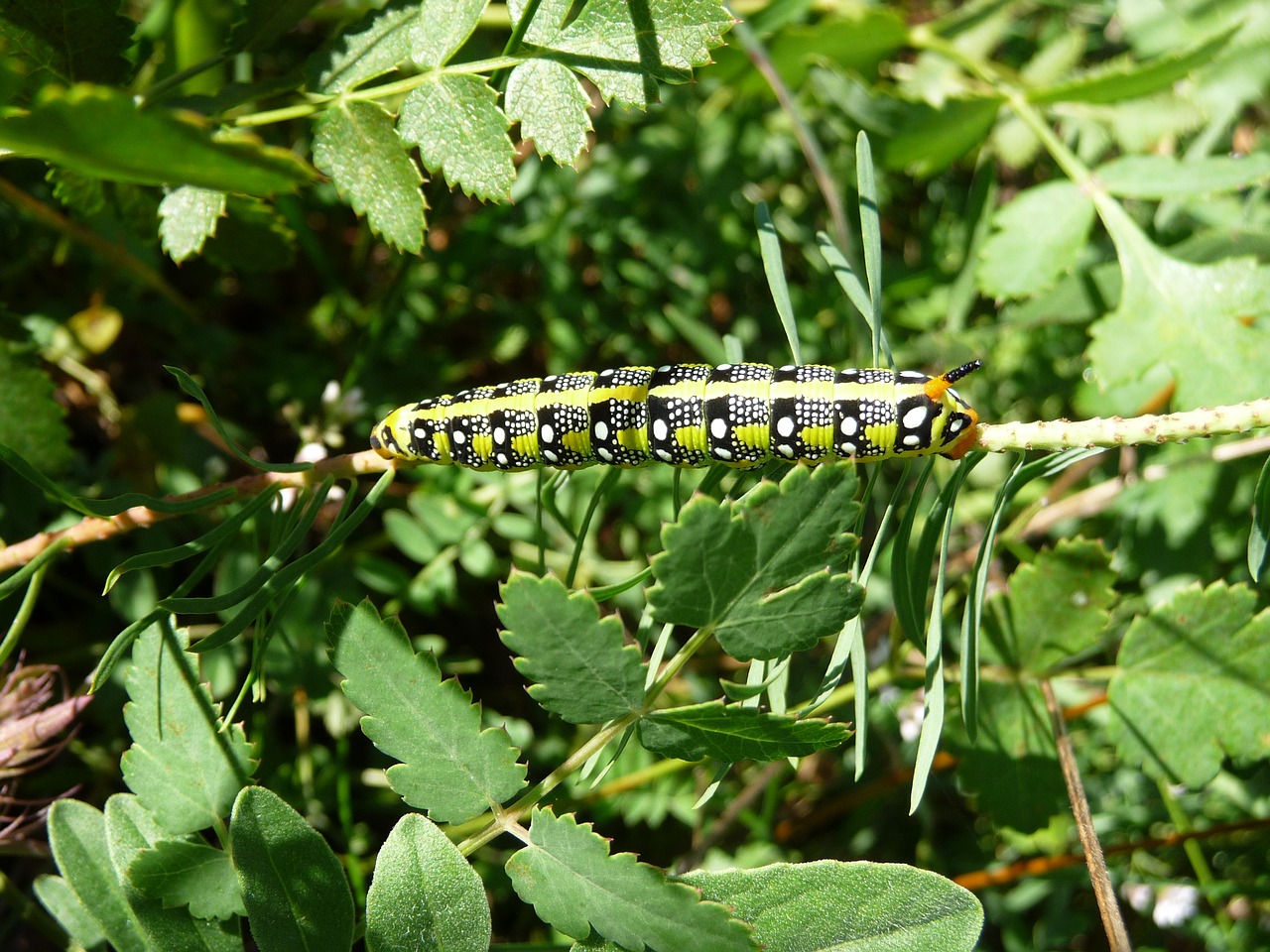 caterpillar spurge hawkmoth nature free photo
