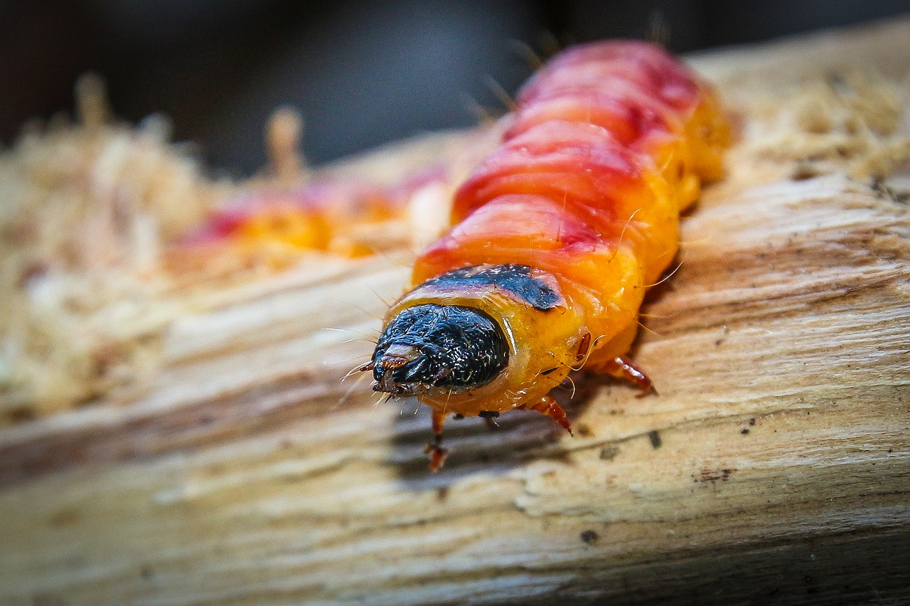 caterpillar willow drill butterfly free photo