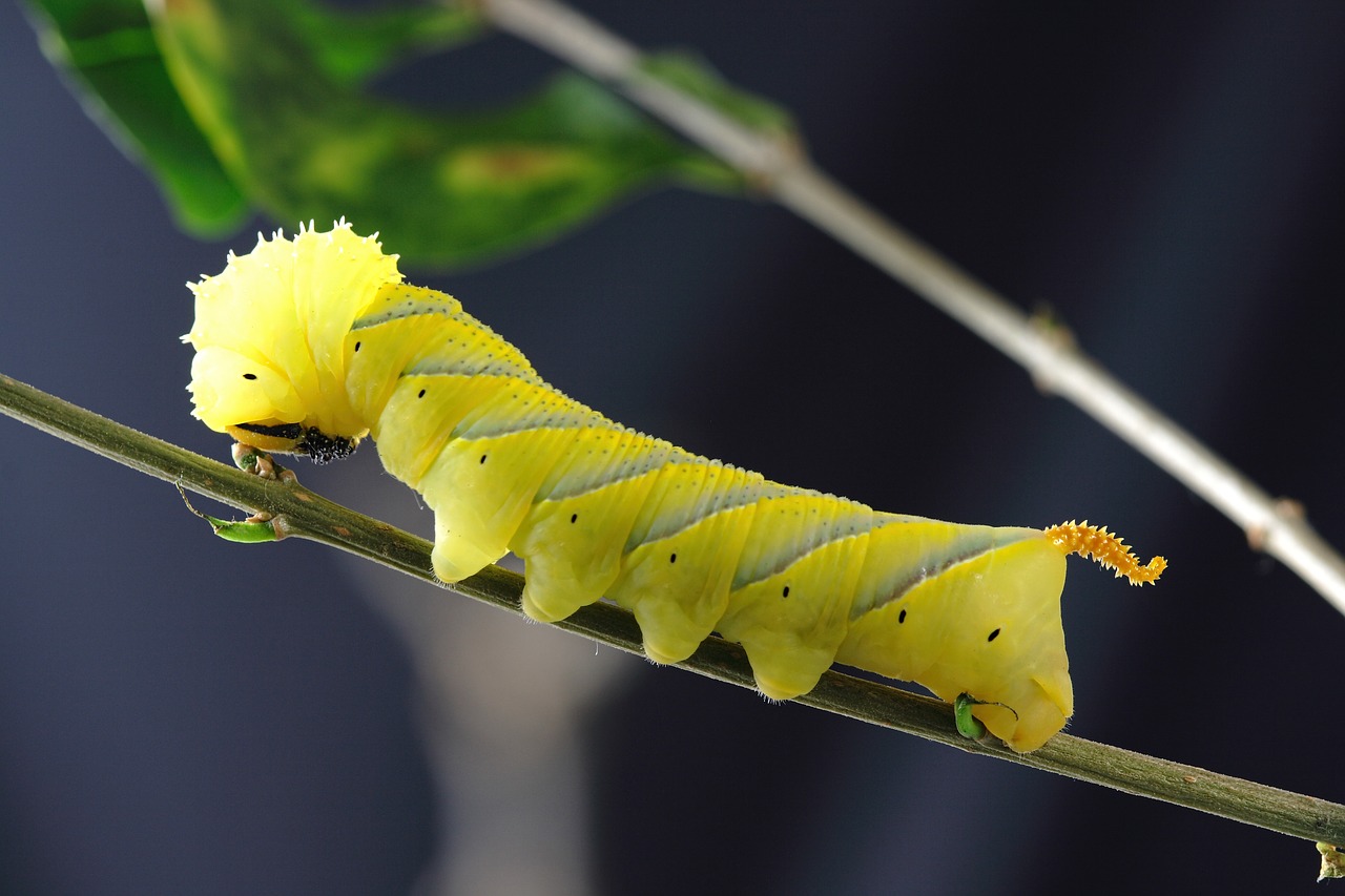 caterpillar larva insect free photo