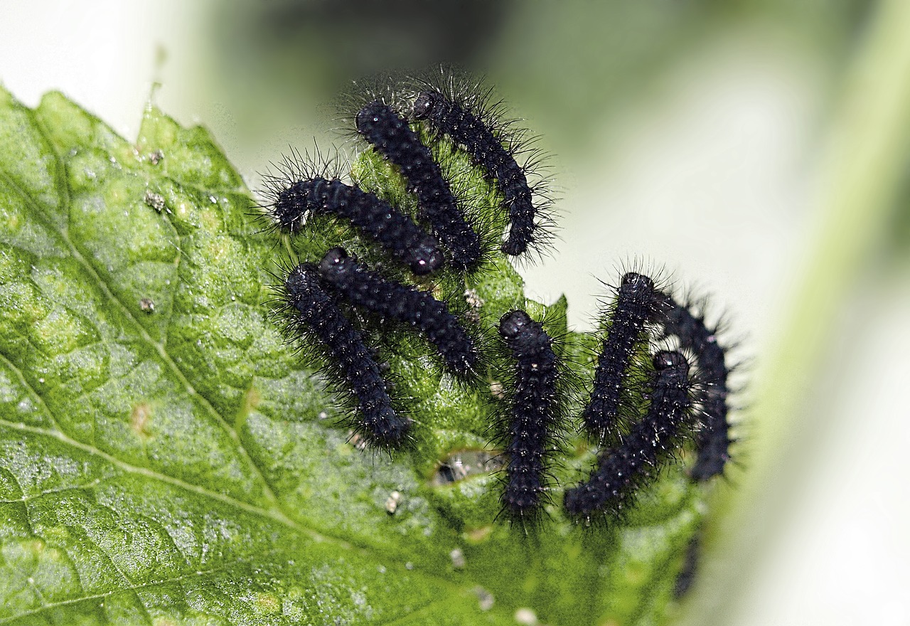 caterpillar larvae insect free photo