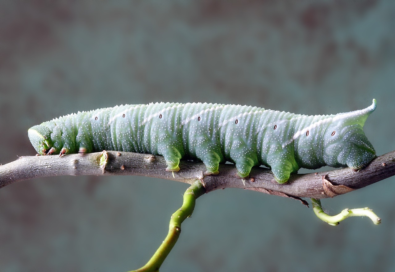 caterpillar larva insect free photo