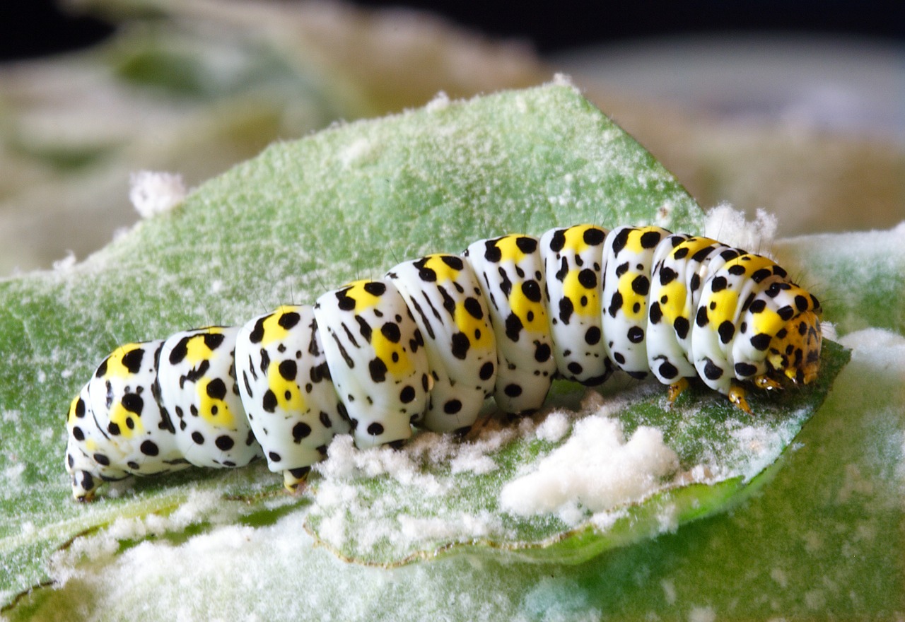 caterpillar larva insect free photo