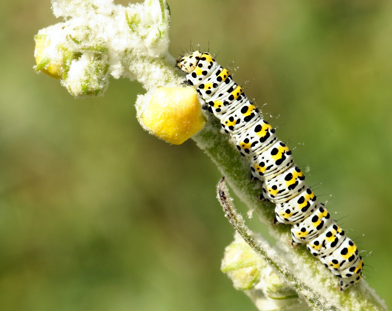 caterpillar larva insect free photo