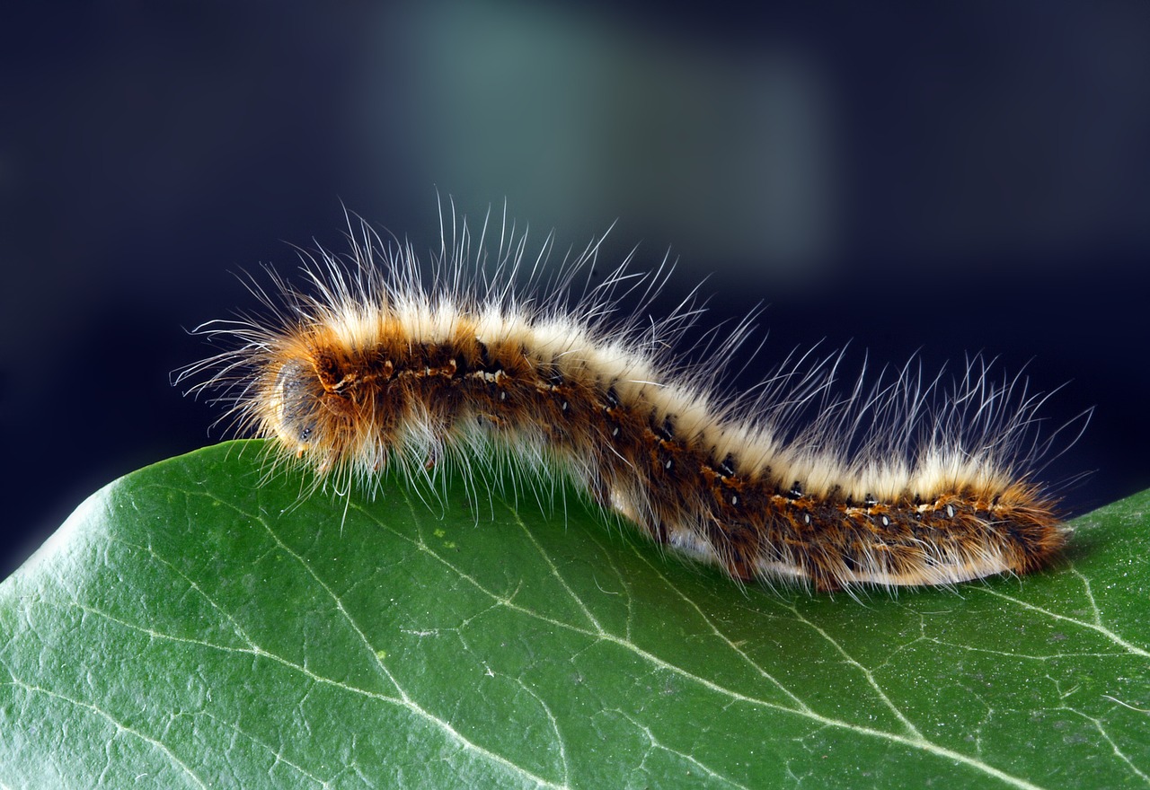 caterpillar larva insect free photo