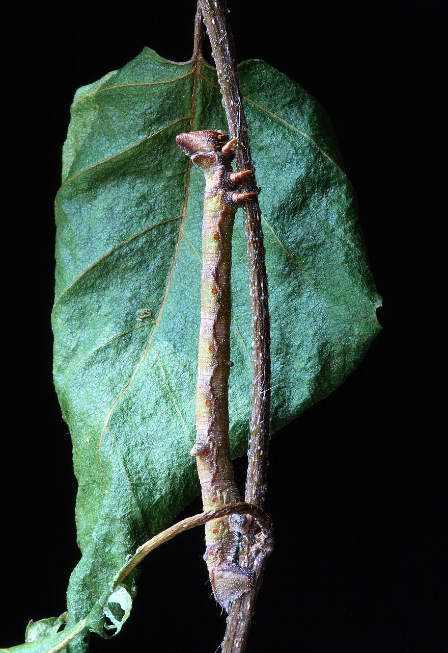 caterpillar larva camouflage free photo