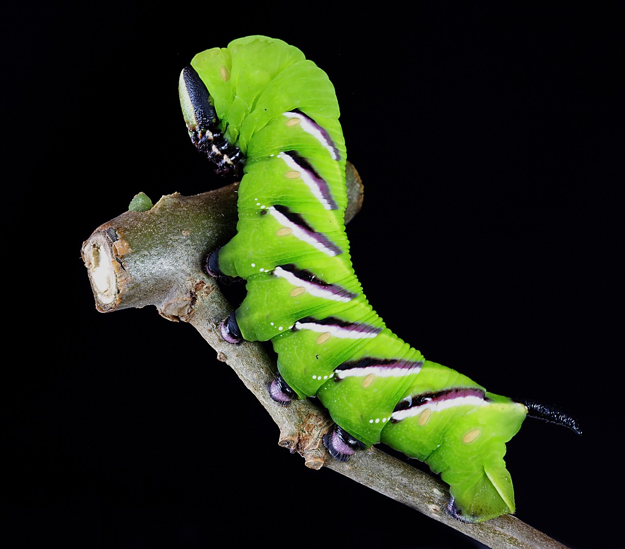 caterpillar larva camouflage free photo